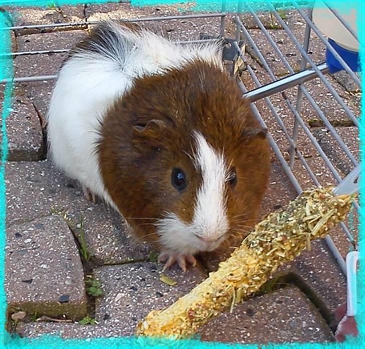 Marsvin Plet  *R.i.P* billede 4