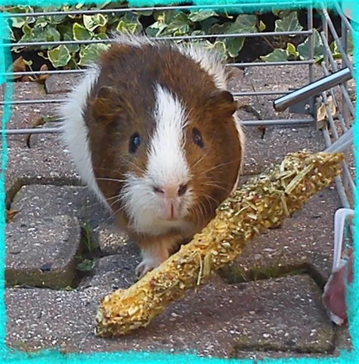 Marsvin Plet  *R.i.P* billede 5