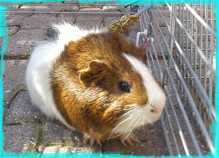 Marsvin Plet  *R.i.P* billede 6