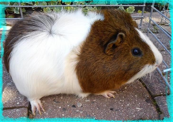 Marsvin Plet  *R.i.P* billede 7