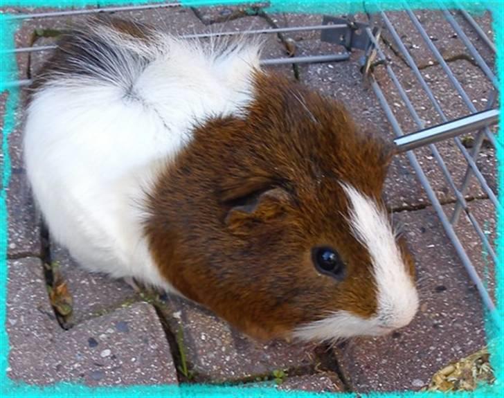 Marsvin Plet  *R.i.P* billede 9