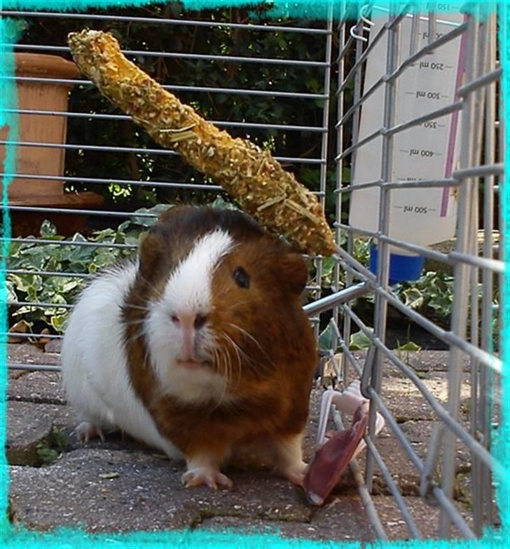 Marsvin Plet  *R.i.P* billede 10