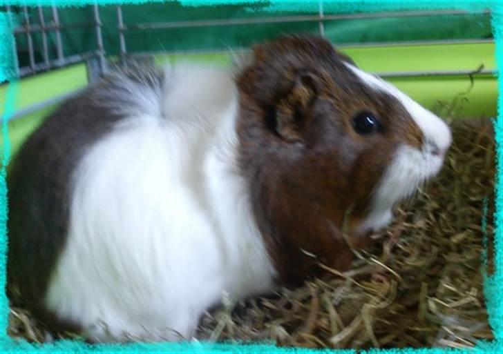 Marsvin Plet  *R.i.P* billede 11