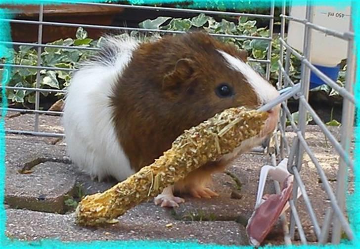 Marsvin Plet  *R.i.P* billede 12