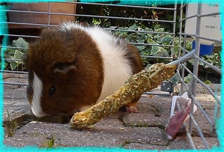 Marsvin Plet  *R.i.P* billede 13