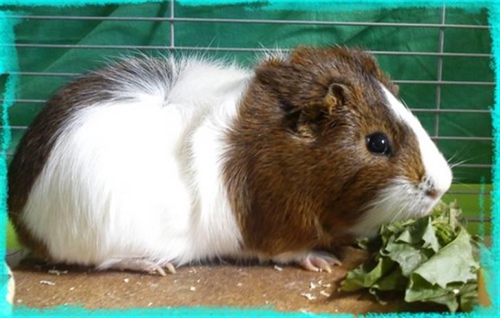 Marsvin Plet  *R.i.P* billede 14