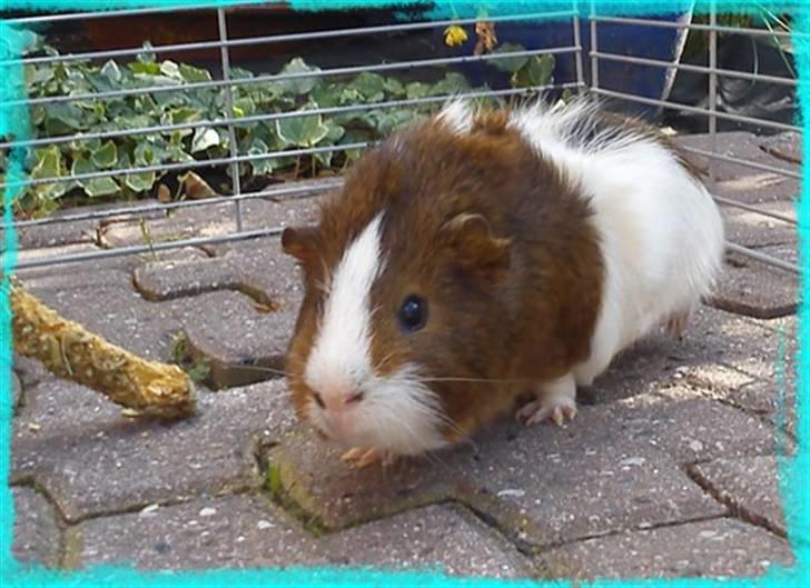 Marsvin Plet  *R.i.P* billede 15