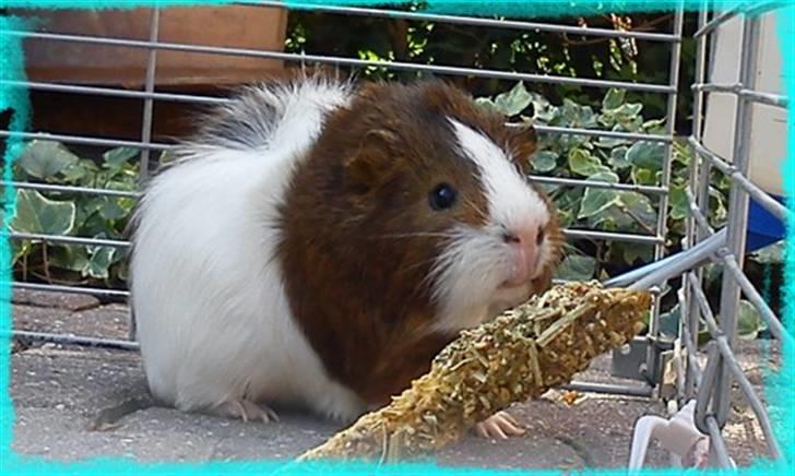 Marsvin Plet  *R.i.P* billede 16