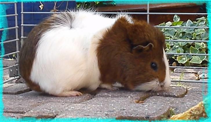 Marsvin Plet  *R.i.P* billede 17