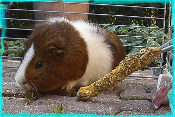 Marsvin Plet  *R.i.P* billede 18