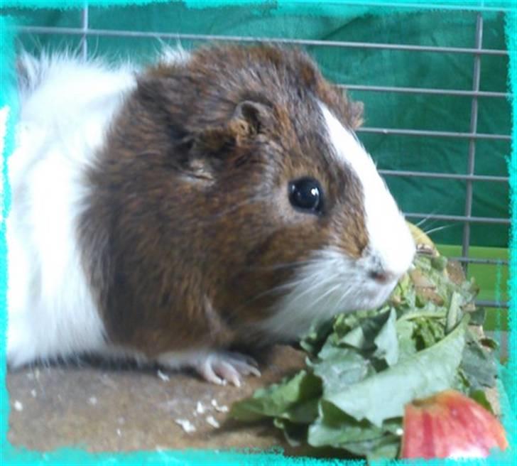 Marsvin Plet  *R.i.P* billede 19