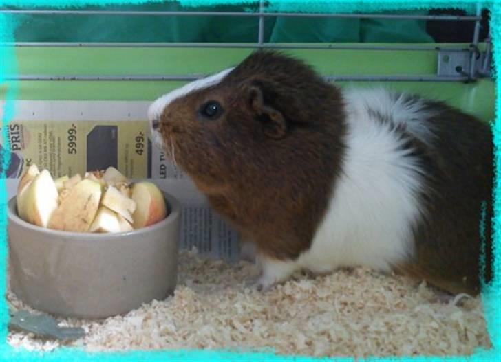 Marsvin Plet  *R.i.P* billede 20