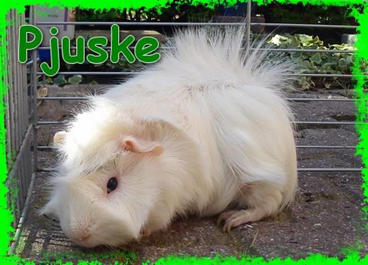 Marsvin Pjuske  *R.I.P* billede 1