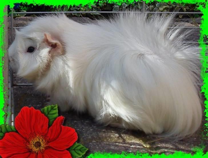 Marsvin Pjuske  *R.I.P* billede 2