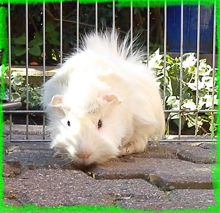 Marsvin Pjuske  *R.I.P* billede 3