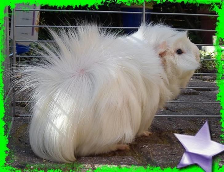 Marsvin Pjuske  *R.I.P* billede 4