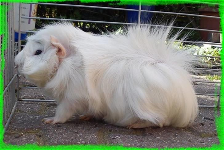 Marsvin Pjuske  *R.I.P* billede 5