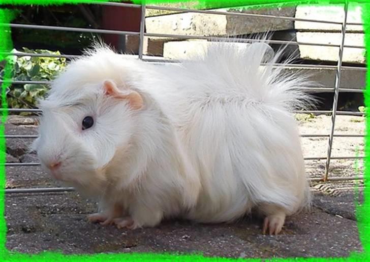 Marsvin Pjuske  *R.I.P* billede 6