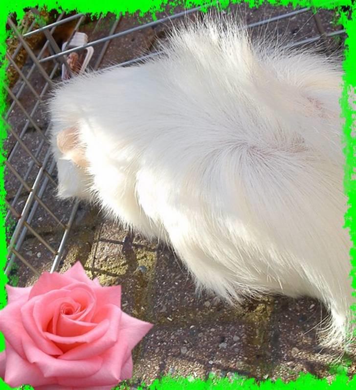 Marsvin Pjuske  *R.I.P* billede 7