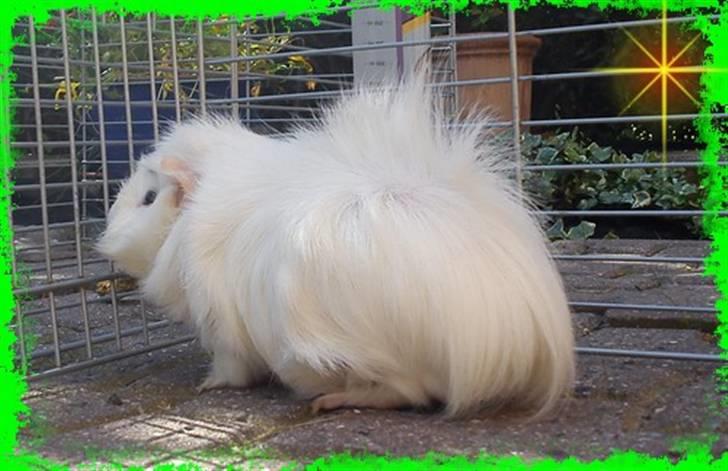 Marsvin Pjuske  *R.I.P* billede 8