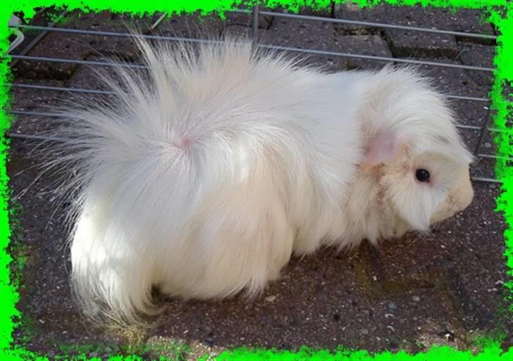 Marsvin Pjuske  *R.I.P* billede 9