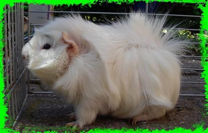 Marsvin Pjuske  *R.I.P* billede 10