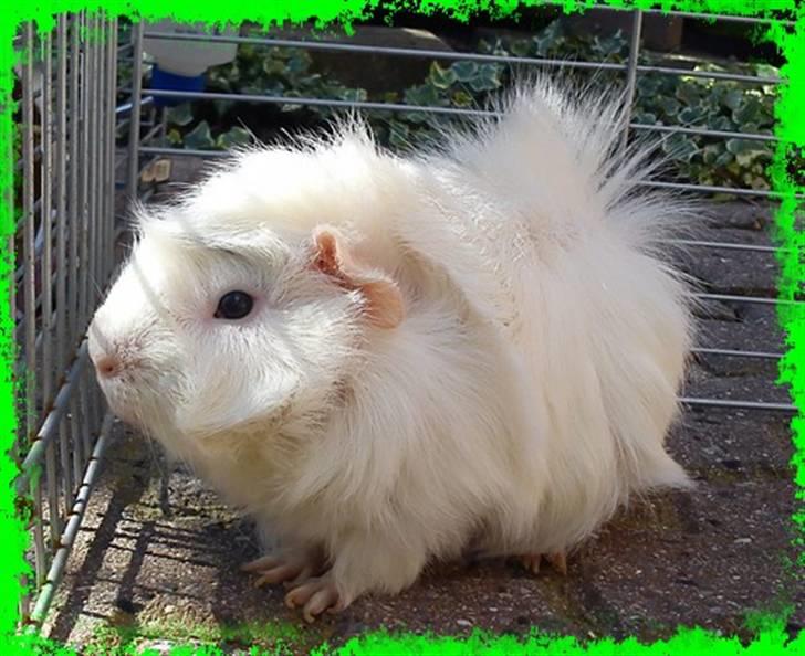 Marsvin Pjuske  *R.I.P* billede 11