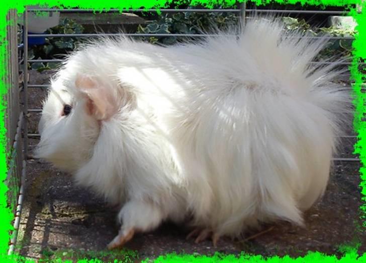 Marsvin Pjuske  *R.I.P* billede 12