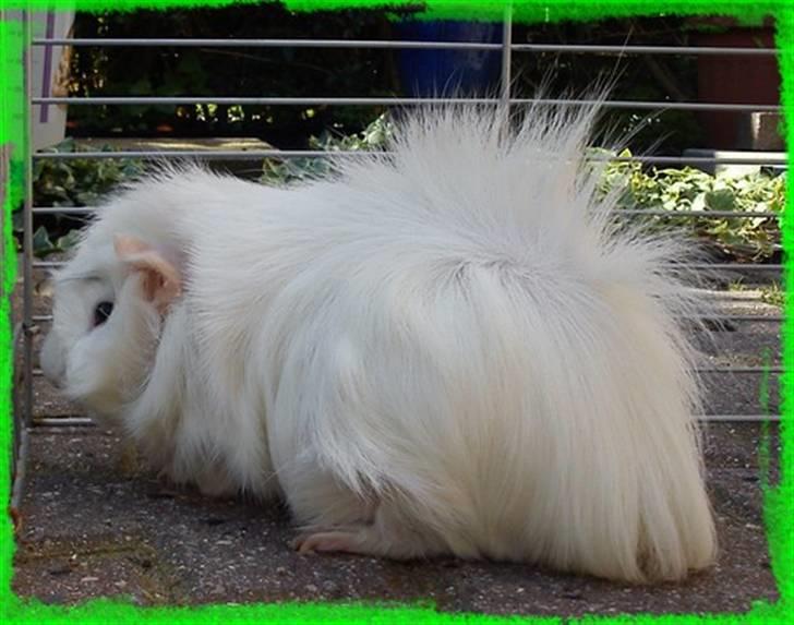 Marsvin Pjuske  *R.I.P* billede 13