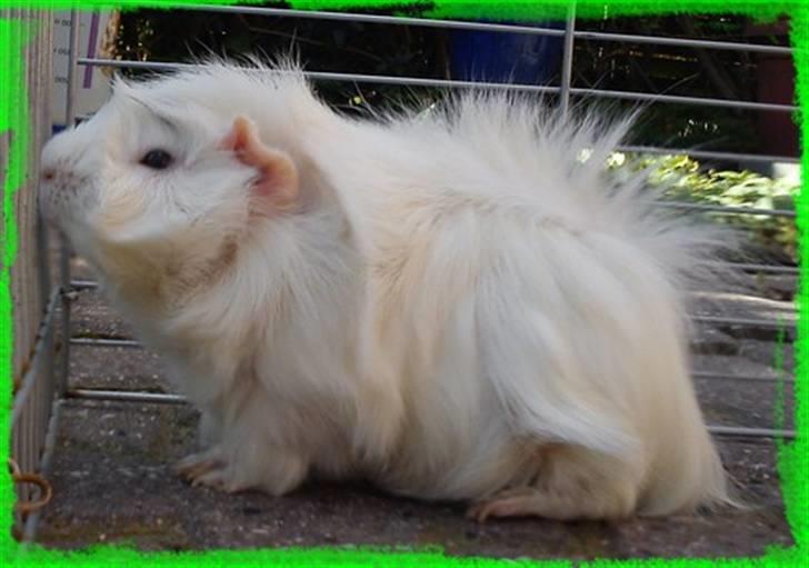 Marsvin Pjuske  *R.I.P* billede 14