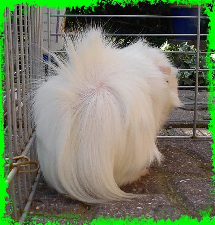 Marsvin Pjuske  *R.I.P* billede 15