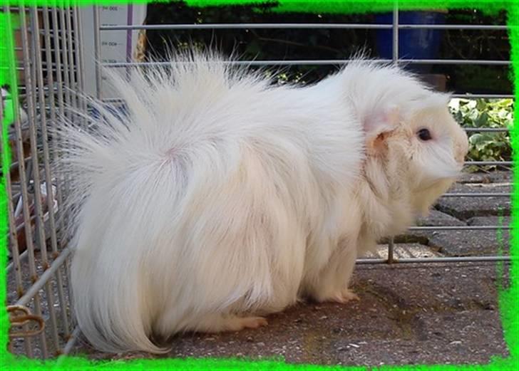 Marsvin Pjuske  *R.I.P* billede 16