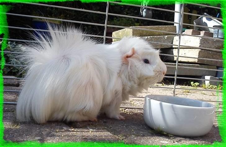 Marsvin Pjuske  *R.I.P* billede 17