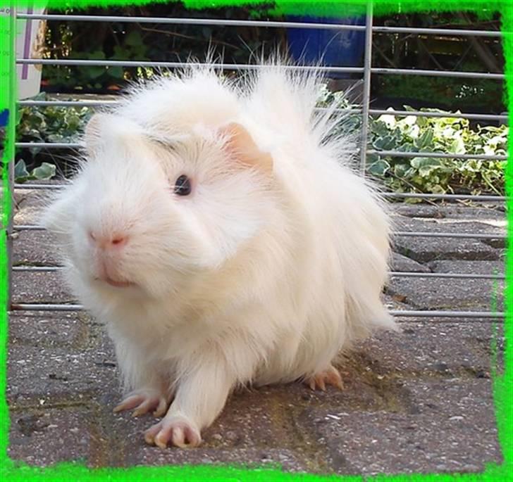 Marsvin Pjuske  *R.I.P* billede 18