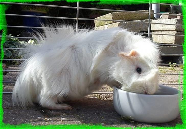 Marsvin Pjuske  *R.I.P* billede 19