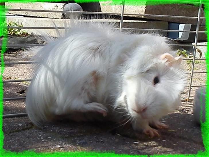 Marsvin Pjuske  *R.I.P* billede 20