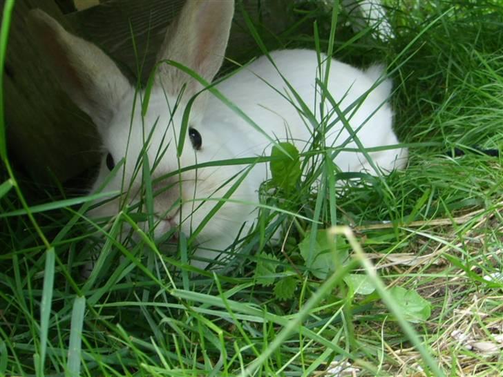 Kanin Canaada von havregryn - NuuuuuuR      Foto: Alberte H. Højberg (mig)<3<3<3<3<<3! ! billede 1