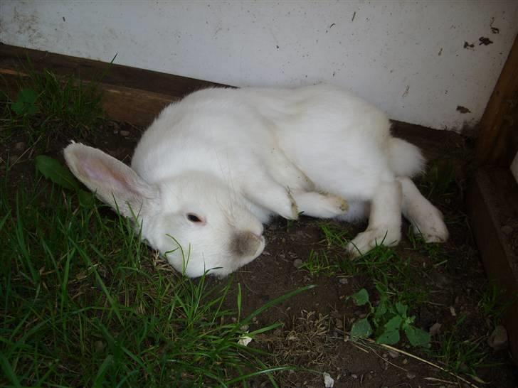 Kanin Canaada von havregryn - Foto: Alberte H. Højberg (mig) hmmmmmm dejlig rulle tur billede 2