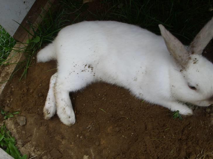 Kanin Canaada von havregryn - Foto: Alberte H. Højberg (mig)  snoooork! billede 3