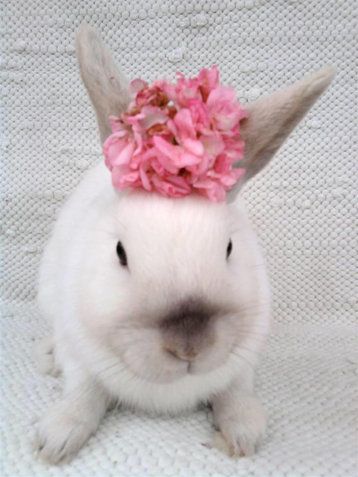 Kanin Canaada von havregryn - <3<3!    Foto: Alberte H. Højberg (mig) billede 4