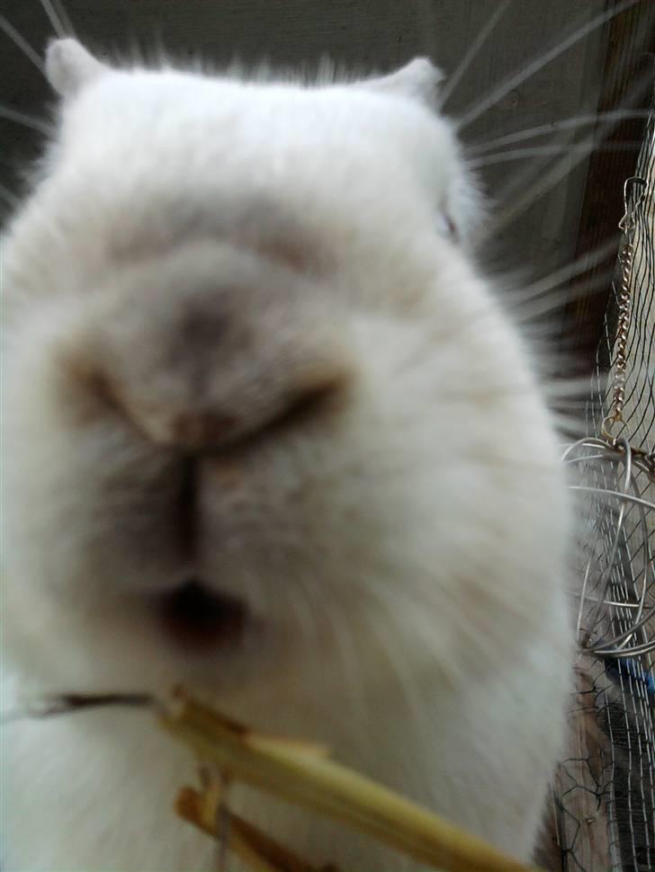 Kanin Canaada von havregryn - Foto: Alberte H. Højberg (mig) billede 5