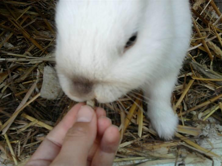 Kanin Canaada von havregryn - ´´guf guf´´ lille mad øre<3 billede 6