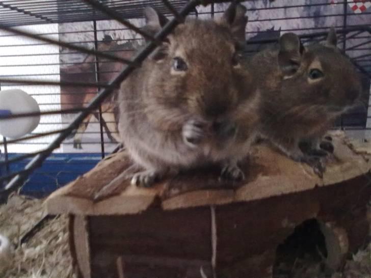 Degu Trille R.I.P - Her er min tykke Trille der spiser. Og det er Fuji ved siden af. :) billede 1