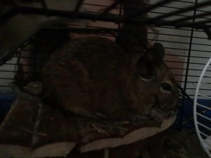 Degu Trille R.I.P - Min Tykke Trille på sit hus. billede 2