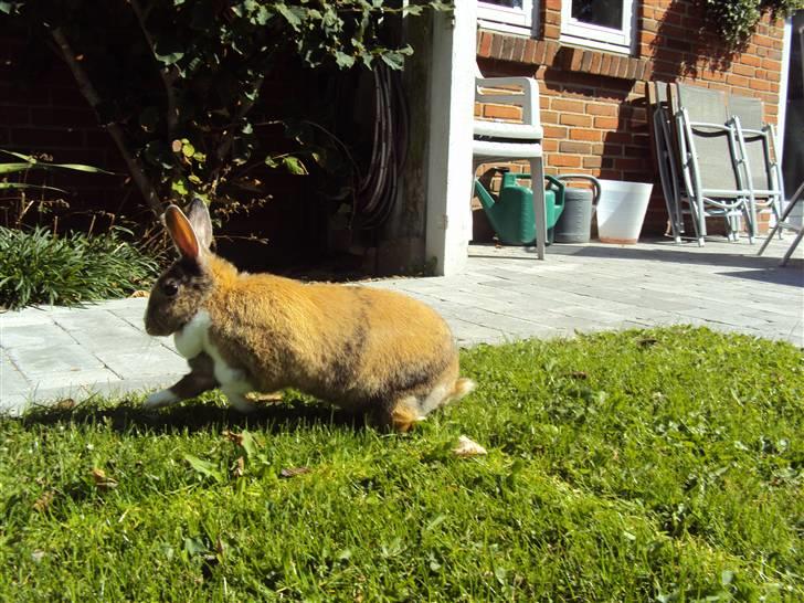 Kanin Bambi (Bambino)  billede 17