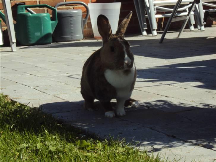 Kanin Bambi (Bambino)  billede 18