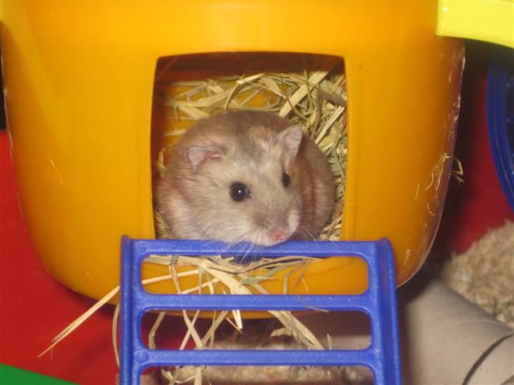 Dværghamster Magnus. billede 1