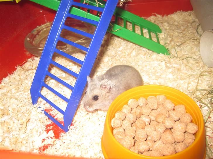 Dværghamster Magnus. billede 2