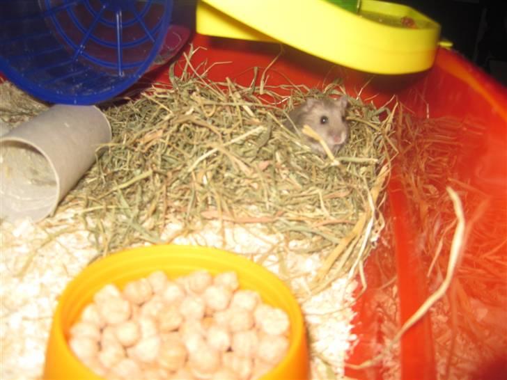 Dværghamster Magnus. billede 3