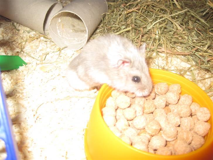 Dværghamster Magnus. billede 4